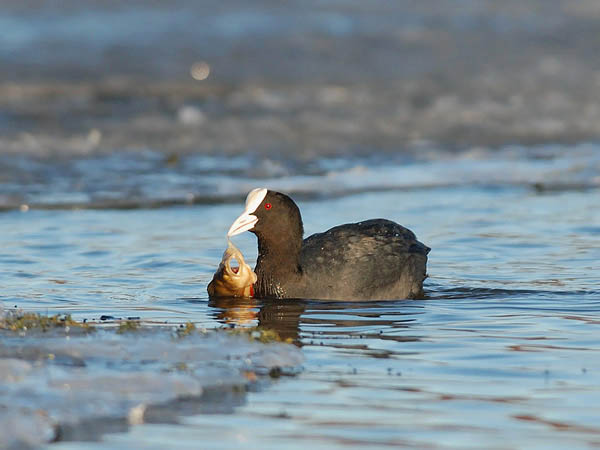 Nokikana, Eurasian Coot, Fulica atra
